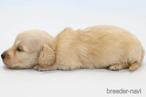 成約済の神奈川県のミニチュアダックスフンド(ロングヘアード)-223709の2枚目